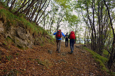 escursione, foresta, autunno, pista, montagna, camminando con bastoni, il percorso europeo, e5, Lessinia, Italia, albero, retrovisore, attività di svago, pianta, persone reali, a piedi, stili di vita, terra, sentiero, lunghezza intera, uomini, donne, attività, natura, escursioni a piedi, uno stile di vita sano, adulto, scena non urbana, giorno, all'aperto, bosco, 5K, CC0, dominio pubblico, privo di copyright