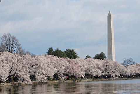 manzara fotoğrafçılığı, çiçek, obelisk, washington, anıt, ağaç, Kiraz, washington, anıt, bahar, Su, yansıma, gün, doğa, göl, bitki, gökyüzü, liman bölgesi, mimari, yapılı yapı, seyahat yerleri, seyahat, insansız, büyüme, uzun - yüksek, turizm, kule, açık havada, 4K, CC0, kamu malı, telif ücretsiz