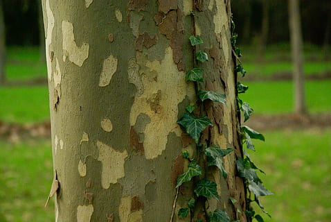 platan, kůra, kmen stromu, textura, břečťan, kufr, rostlina, strom, zaměřit se na popředí, detail, růst, den, Příroda, zelená barva, nikdo, venku, texturou, přistát, rostlinné kůry, hrubý, les, milovat, krása v přírodě, 4K, CC0, veřejná doména, bez autorských práv