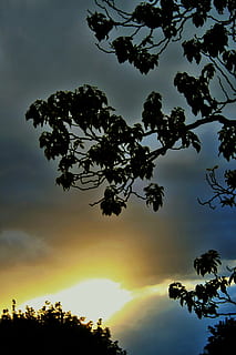 sky, clouds, sunset, light, glow, diffused, tree, plant, silhouette, beauty in nature, tranquility, scenics - nature, cloud - sky, growth, tranquil scene, sun, nature, low angle view, no people, sunlight, outdoors, sunbeam, idyllic, branch, 4K, CC0, public domain, royalty free