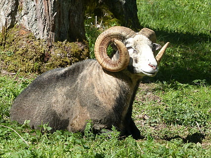 animals, parc, herba, primavera, tronc de l'arbre, verd, banya, mamífer, vertebrats, camp, terra, bestiar, planta, animal, temes d'animals, animals domèstics, nacional, mascotes, naturalesa, dia, un animal, cap gent, color verd, cornut, fauna animal, herbívors, a l'aire lliure, cap d’animals, 4K, CC0, domini públic, lliure de regalies