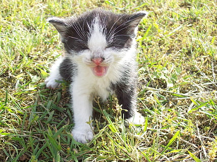 smoking kitten, stående, grønn, gress, kattunge, portrett, verftet, pus, ung, feline, innenlands, litt, liten, søt, kort hår, kjæledyr, dyre temaer, katt, dyr, huskatt, ett dyr, husdyr, pattedyr, virveldyr, anlegg, felt, ingen folk, natur, land, dag, grønn farge, værhår, munnen åpen, 2K, CC0, offentlig domene, opphavsrett gratis