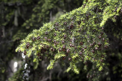 ramo di un albero, ramoscello, pigna, seme, albero, ramo, pino, cono, natura, foresta, verde, stagione, legna, pianta, decorazione, foglia, primavera, design, paesaggio, naturale, ambiente, estate, all'aperto, verdura, aghi, ago, sera, scena, paesaggio tramonto, Cloudscape, panoramico, acqua, avanti Cristo, Britannico, columbia, Kootenay, Canada, pista, Rossland, Revelstoke, Nakusp, B, c, colore, colorato, scenario, turismo, vacanza, parco, conservazione, ecologia, ecosistema, lussureggiante, fondale, colore verde, muschio, avvicinamento, bagnato, erba, macro, rugiada, freschezza, nessuno, crescita, bellezza nella natura, concentrarsi sulle conoscenze acquisite, giorno, messa a fuoco selettiva, parte vegetale, la tranquillità, luce del sole, felce, spinoso, 2K