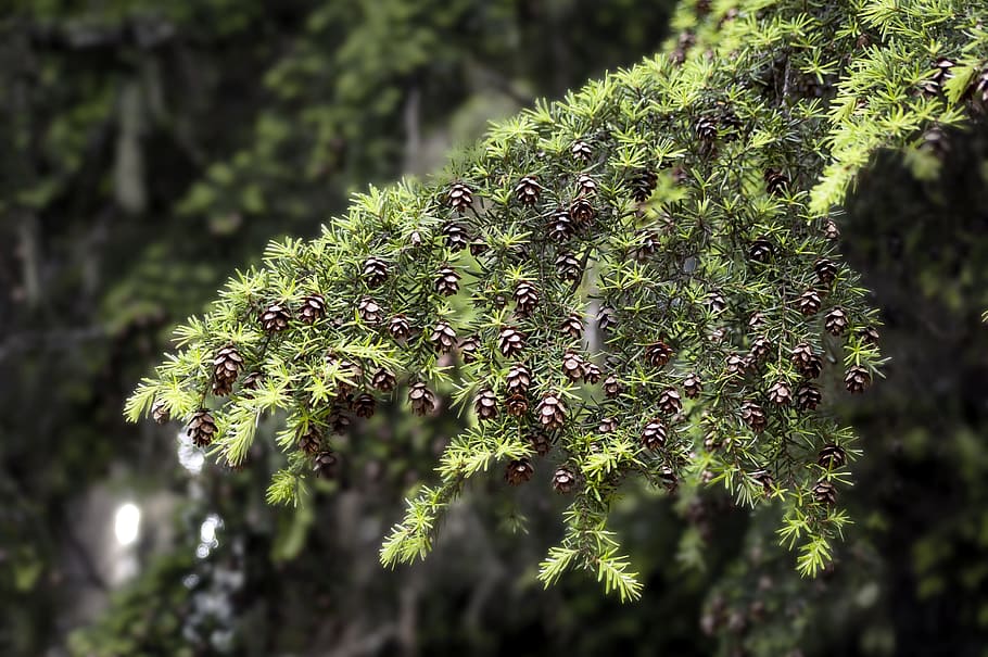 ramo di un albero, ramoscello, pigna, seme, albero, ramo, pino, cono, natura, foresta, verde, stagione, legna, pianta, decorazione, foglia, primavera, design, paesaggio, naturale, ambiente, estate, all'aperto, verdura, aghi, ago, sera, scena, paesaggio tramonto, Cloudscape, panoramico, acqua, avanti Cristo, Britannico, columbia, Kootenay, Canada, pista, Rossland, Revelstoke, Nakusp, B, c, colore, colorato, scenario, turismo, vacanza, parco, conservazione, ecologia, ecosistema, lussureggiante, fondale, colore verde, muschio, avvicinamento, bagnato, erba, macro, rugiada, freschezza, nessuno, crescita, bellezza nella natura, concentrarsi sulle conoscenze acquisite, giorno, messa a fuoco selettiva, parte vegetale, la tranquillità, luce del sole, felce, spinoso, 2K