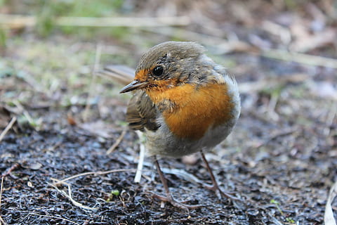Brun, orange, fugl, robin, forår, tæt, have, natur, sangfugl, dyr, Skov, lille fugl, smuk, tiefenschärfe, fjer, lille, fjerdragt, have fugl, et dyr, dyre temaer, dyr i naturen, insekt, fokus på forgrunden, dyreliv, tæt på, dag, hvirveldyr, ung fugl, ungt dyr, ingen mennesker, Mark, jord, fuld længde, udendørs, leder, 5K, CC0, offentligt domæne, royaltyfrie