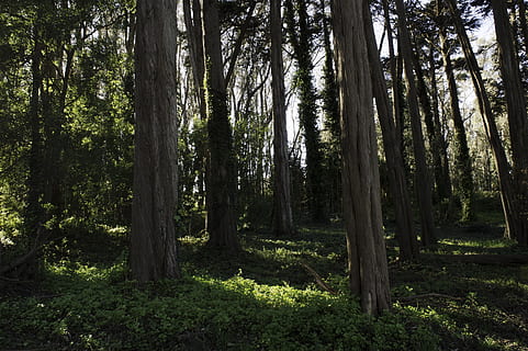 alberi, foresta, sole, alberi forestali, verde, legna, parco, all'aperto, fogliame, foglia, selvaggio, luce, le foglie, naturale, panoramico, luce del sole, rami, scenario, paesaggio, natura, albero, pianta, terra, tronco d'albero, tronco, la tranquillità, crescita, bellezza nella natura, bosco, scena tranquilla, colore verde, nessuno, giorno, scena non urbana, scenics - natura, ambiente, bambù - pianta, 2K, CC0, dominio pubblico, privo di copyright