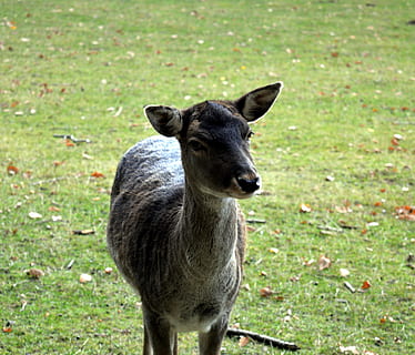 roe deer, wild, scheu, close, nature, forest, female, fallow deer, capreolus capreolus, deer, ruminant, graze, ricke, jump, attention, animal, animal themes, mammal, grass, one animal, animal wildlife, portrait, vertebrate, looking at camera, land, plant, animals in the wild, field, standing, day, no people, young animal, green color, outdoors, herbivorous, fawn, 4K, CC0, public domain, royalty free