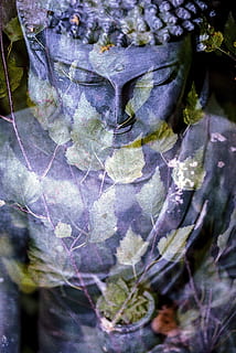 buddha, blad, religion, statue, buddhist, orientalsk, buddhisme, åndelig, tro, spiritualitet, fred, hellige, religiøs, meditation, figur, alt er en, plante, blade, træ, traditionel, mantra, bedende, natur, ingen mennesker, tæt på, dag, plante del, vækst, udendørs, blomst, fokus på forgrunden, skønhed i naturen, selektiv fokusering, blomstrende plante, lilla, menneskelig repræsentation, botanik, friskhed, skulptur, 1080P, CC0, offentligt domæne, royaltyfrie