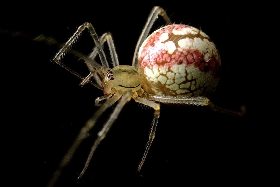 fotografia macro, marró, blanc, aranya, vermell, insecte, error, criatura, naturalesa, un animal, animal, fons negre, temes d'animals, fauna animal, primer pla, invertebrat, animals a la natura, artròpode, tir de l'estudi, cap gent, part del cos dels animals, zoologia, aràcnids, a l'interior, centrar-se en primer pla, planta, cames d’animal, ull d’animals, 1080P