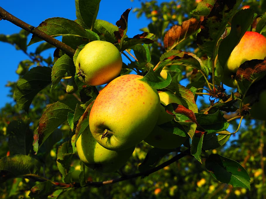 eple, epletre, frukt, Frisch, sunn, vitaminer, frukthage, spise sunt, mat og Drikke, mat, anlegg, tre, vekst, friskhet, blad, plante del, natur, velvære, grønn farge, ingen folk, frukttrær, gren, eple - frukt, nærbilde, lav vinkel visning, dag, utendørs, moden, 4K