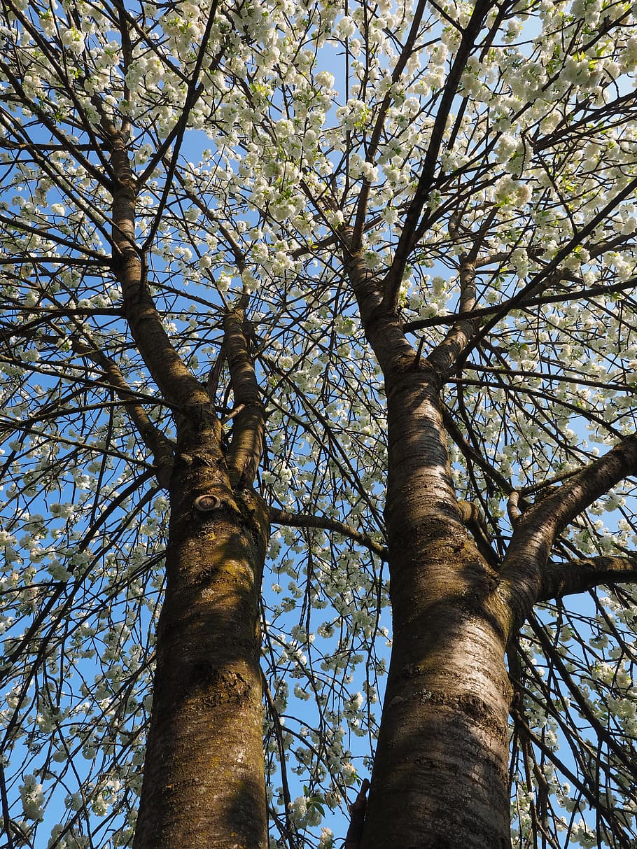 ciliegia, tribù, stelo, ceppo, alberi, gambo di ciliegio, fiore di ciliegio, bianca, primavera, fiorire, fioritura, fiore bianco, rami di fiori, herrlich, traboccante, lussureggiante, Blütenmeer, albero dei fiori, giorno d'estate, giorno soleggiato, albero, Inquadratura dal basso, ramo, giorno, natura, tronco d'albero, pianta, tronco, cielo, crescita, bellezza nella natura, nessuno, la tranquillità, all'aperto, luce del sole, blu, alto - alto, fotogramma intero, nuvola - cielo, terra, baldacchino di albero, 4K