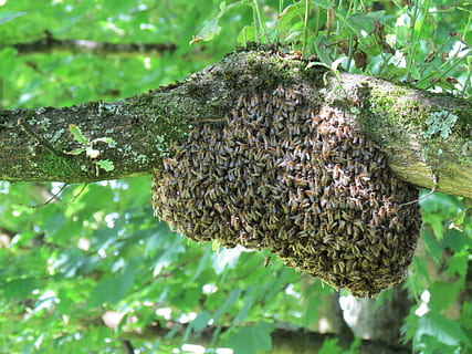 Bienenstock, geflogen, Pflanze, Wachstum, Nahansicht, Tiere in freier Wildbahn, grüne Farbe, Natur, wirbellos, Fokus auf den Vordergrund, Baum, Tierthemen, Insekt, keine Leute, Tier, Tag, Tierwelt, Schönheit in der Natur, große Gruppe von Tieren, Lebensmittel, draußen, Gruppe von Tieren, 4K, CC0, gemeinfrei, lizenzfrei