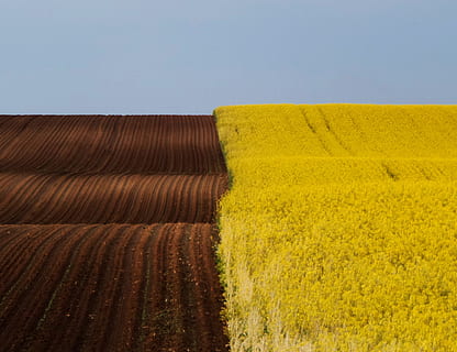 Reisfeld Foto, Reisfeld, Foto, Landschaft, Frühling, braun - gelb, vergewaltigen, Landwirtschaft, Natur, Feld, ländliche Szene, Bauernhof, Gelb, Ernte, Himmel, Blau, draußen, Industrie, Sommer-, Pflanze, Umgebung, keine Leute, Land, Schönheit in der Natur, Szenen - Natur, Gras, Blume, ruhige Szene, Mais - Ernte, Tag, sauber, 2K, CC0, gemeinfrei, lizenzfrei