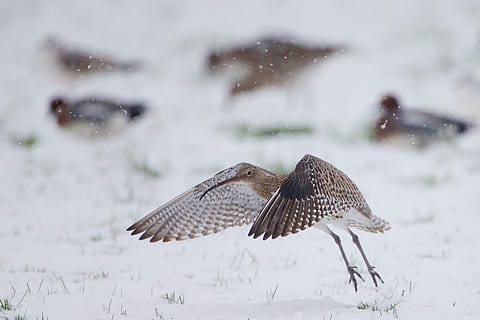 chiurlo, selettivo, fotografia a fuoco, Marrone, nero, uccello, Ali, la neve, erba, campo, animali allo stato selvatico, temi animali, fauna selvatica, animale, inverno, vertebrato, volante, temperatura fredda, ali spiegate, concentrarsi sulle conoscenze acquisite, nevicando, nessuno, gruppo di animali, natura, movimento, due animali, giorno, 2K, CC0, dominio pubblico, privo di copyright