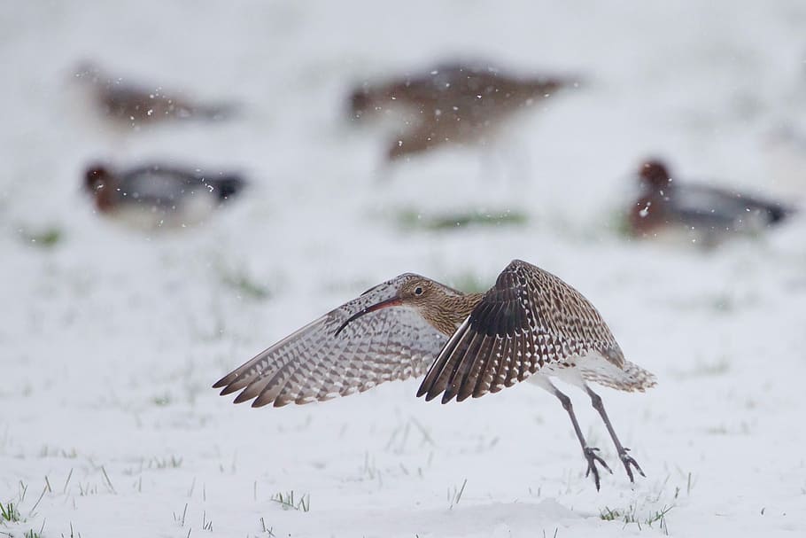 curlew, selectiu, focalitzar la fotografia, marró, negre, ocell, ales, neu, herba, camp, animals a la natura, temes d'animals, fauna animal, animal, hivern, vertebrats, volant, temperatura de fred, ales separades, centrar-se en primer pla, nevar, cap gent, grup d’animals, naturalesa, moviment, dos animals, dia, 2K