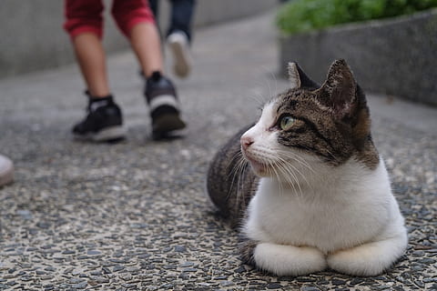 xinbei, monkey cave, cat, domestic, pets, domestic animals, mammal, one animal, domestic cat, feline, low section, vertebrate, one person, human leg, body part, sitting, human body part, whisker, focus on foreground, human limb, pet owner, human foot, 5K, CC0, public domain, royalty free