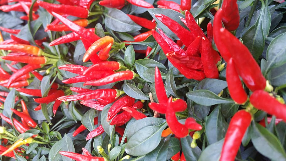paprika mini, menanam, panjang, merah, cabe, cabai, daun, taman, lada, panen, jatuh, hijau, bunga, bingkai penuh, kesegaran, latar belakang, merapatkan, membumbui, tidak ada orang, sayur-mayur, makanan dan minuman, cabai merah, warna hijau, pertumbuhan, makanan, bagian tanaman, sekelompok besar objek, kelimpahan, 5K