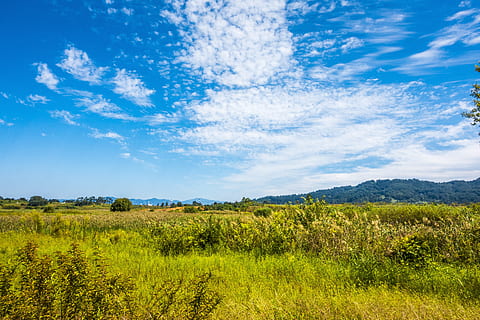 Grün, Rasenplatz, wolkig, Himmel, tagsüber, Ruhe, Wolke, Ökosystem, Feld, Gras, Wiese, Naturschutzgebiet, einfach, Prärie, Savanne, Vegetation, lebendig, Wildnis, Landschaft, Kurve, szenisch, Szene, Terrain, Einteilung, Pflanze, Umgebung, wolke - himmel, Szenen - Natur, Schönheit in der Natur, Land, Blau, ruhige Szene, Natur, grüne Farbe, Baum, Wachstum, keine Leute, ländliche Szene, Landwirtschaft, draußen, 5K, CC0, gemeinfrei, lizenzfrei