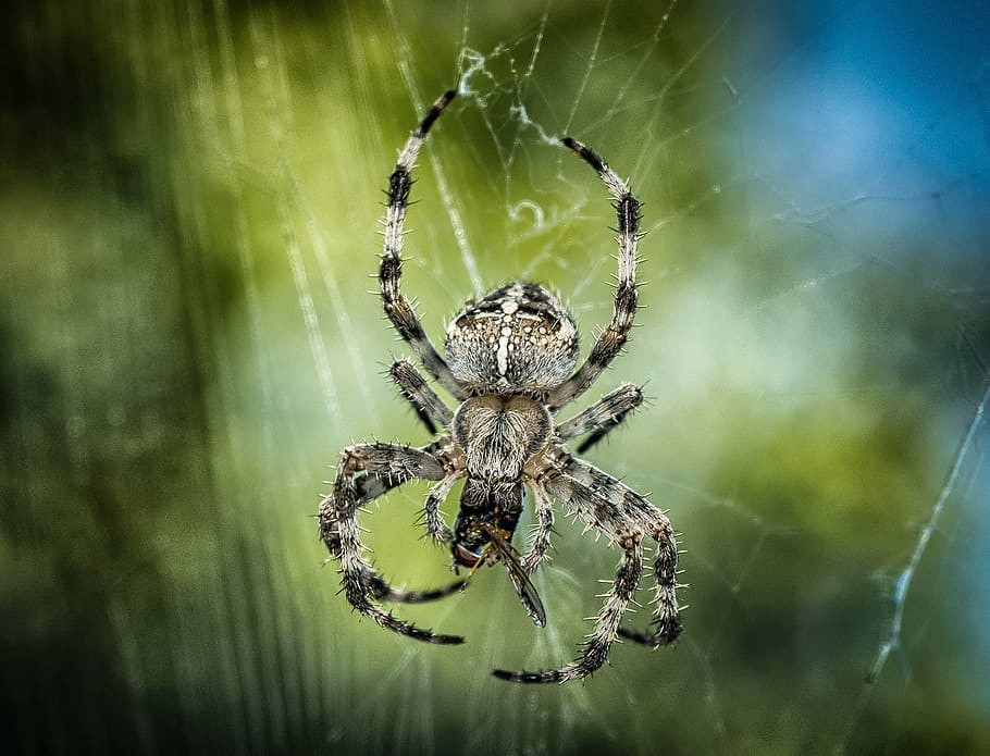 black, gray, barn spider, devoured, insect, closeup, photo, spider, cross, network, close, nature, animal, eat, kill, caught, lurking, prey, spider web, one animal, arthropod, animal themes, animal leg, animal wildlife, animals in the wild, web, arachnid, invertebrate, close-up, fragility, animal body part, focus on foreground, survival, macro, zoology, no people, outdoors, poisonous, 2K