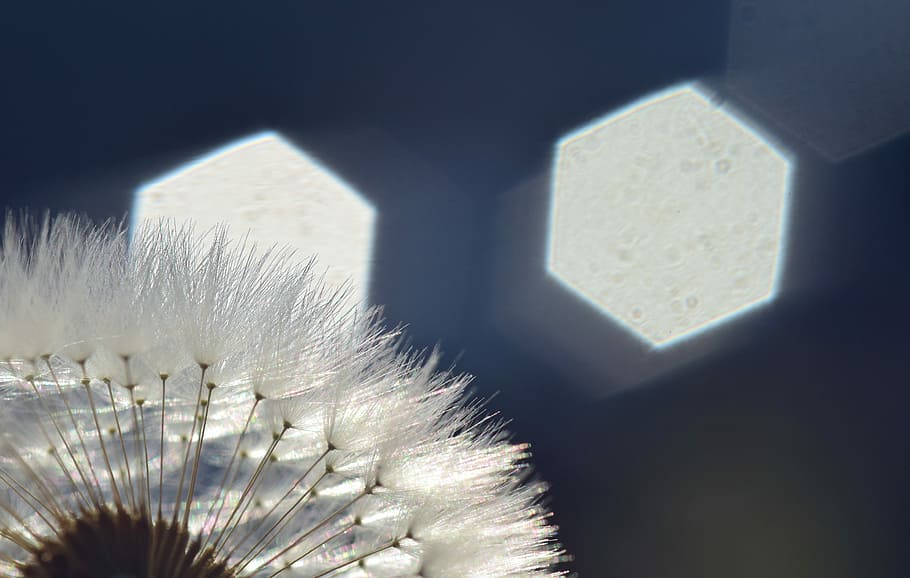 løvetann, baklys, stråler, sollys, helvete, Lukk, makro, bakgrunn, natur, glitter, flygende frø, følsom, blå, paraply, ingen folk, nærbilde, stilleben, innendørs, fokusere på forgrunnen, hvit farge, selektiv fokusering, variasjon, valg, høy vinkel visning, dag, skygge, enkelt objekt, veggbyggingsfunksjon, arkitektur, hygiene, dekorasjon, 5K