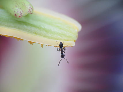 macro, tiny, ant, flower, passion flower, wildlife, invertebrate, close-up, insect, animal, animal themes, animal wildlife, one animal, animals in the wild, no people, nature, selective focus, leaf, plant part, freshness, focus on foreground, day, plant, outdoors, small, 4K, CC0, public domain, royalty free