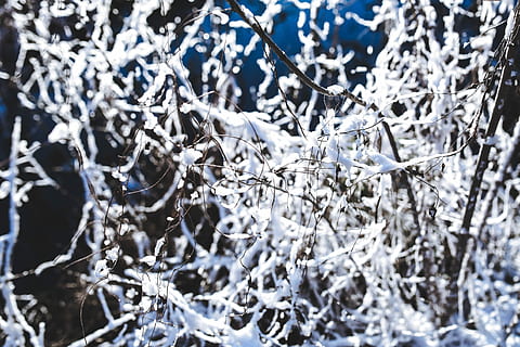 snedækket, træer, nærbilleder, tæt på, blade, træ, fyrretræ, Kvist, afdeling, frost, vinter, kold, sne, koldtemperatur, is, Frosset, natur, vejr, blå, sæson, baggrunde, udendørs, hvid, ingen mennesker, sner, snefnug, januar, abstrakt, sølvfarvet, sølv - metal, skinnende, kold temperatur, fuld ramme, dag, skønhed i naturen, ro, fokus på forgrunden, plante, krystal, 4K