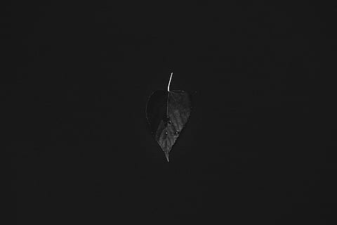 shallow, focus photography, leaf, plant, nature, dark, black, no people, copy space, black background, studio shot, indoors, close-up, food and drink, water, food, still life, sky, tranquility, mid-air, black color, flying, night, animal themes, animal, temptation, 5K, CC0, public domain, royalty free
