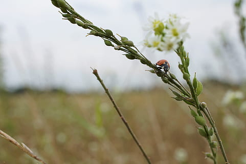 ladybug, insect, close, macro, flower, nature, plant, growth, focus on foreground, close-up, beauty in nature, day, no people, flowering plant, fragility, invertebrate, vulnerability, animals in the wild, one animal, animal wildlife, plant stem, freshness, animal themes, outdoors, flower head, 4K, CC0, public domain, royalty free