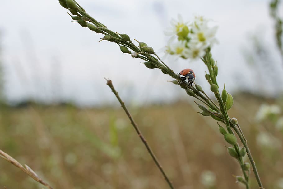 buburuză, insectă, închide, macro, floare, natură, plantă, creştere, să se concentreze asupra primelor elemente, a închide, frumusețe în natură, zi, nici o persoana, planta cu flori, fragilitate, nevertebrat, vulnerabilitate, animale în sălbăticie, un animal, animale sălbatice, plante stem, prospeţime, animale tematice, în aer liber, cap de floare, 4K