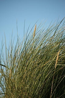 Strand, Marram Gras, Gras, Wind, Meer, Pflanze, Wachstum, Himmel, Natur, grüne Farbe, keine Leute, Schönheit in der Natur, Land, Feld, Nahansicht, Ruhe, Tag, Landwirtschaft, klarer Himmel, Ernte, Getreidepflanze, ländliche Szene, Landschaft, draußen, Stiel, Grashalm, 4K, CC0, gemeinfrei, lizenzfrei