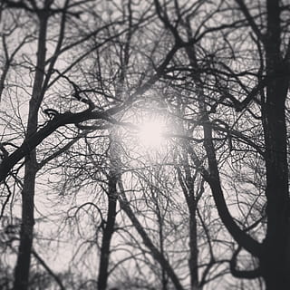 arbre, llum solar, blanc i negre, cel, sol, llum, naturalesa, branca, hivern, a l'aire lliure, silueta, fons, arbre nu, temporada, bosc, fosc, flare de la lent, raig de sol, cap gent, planta, tranquil·litat, vista d’angle baix, dia, bellesa a la natura, terra, escenics - natura, brillant, streaming, lluminós, 2K, CC0, domini públic, lliure de regalies