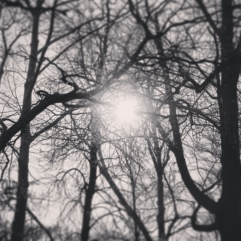 arbre, llum solar, blanc i negre, cel, sol, llum, naturalesa, branca, hivern, a l'aire lliure, silueta, fons, arbre nu, temporada, bosc, fosc, flare de la lent, raig de sol, cap gent, planta, tranquil·litat, vista d’angle baix, dia, bellesa a la natura, terra, escenics - natura, brillant, streaming, lluminós, 2K
