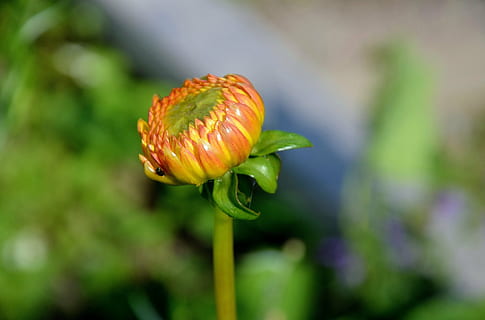 gerbera, germini, blomst, forår, kærlighed, romantisk, gul blomst, natur, plante, blomsterhoved, tæt på, kronblad, rød, blad, grøn farve, vækst, skønhed i naturen, blomstrende plante, friskhed, skrøbelighed, sårbarhed, begyndelser, fokus på forgrunden, knop, ingen mennesker, plantestamme, udendørs, nyt liv, mad, dag, 4K, CC0, offentligt domæne, royaltyfrie