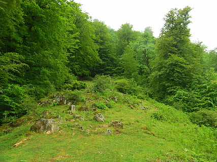 Blick auf den Wald, Natur, Frühling, Pflanze, Wald, Aussicht, Gras, Baum, grüne Farbe, üppiges Laub, Wachstum, Schönheit in der Natur, Ruhe, Land, ruhige Szene, keine Leute, Szenen - Natur, Laub, Tag, idyllisch, Umgebung, Nicht-städtische Szene, draußen, 4K, CC0, gemeinfrei, lizenzfrei