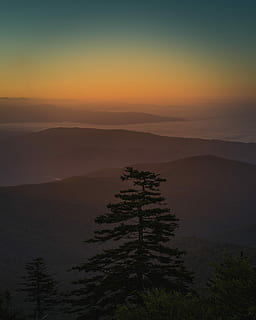 aerial, photography, trees, golden, hour, silhouette photo, tall, tree, surrounded, fogs, mountains, mountain, sunset, silhouette, sky, mist, fog, cloud, dark, night, forest, roadtrip, sunrise, smoky mointain, tennessee, beauty in nature, tranquil scene, scenics - nature, plant, tranquility, non-urban scene, idyllic, nature, no people, growth, environment, landscape, outdoors, land, coniferous tree, 5K, CC0, public domain, royalty free