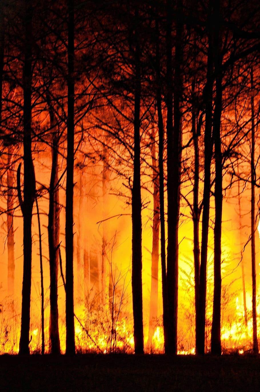 incendi forestal, durant el dia, arbres, naturalesa, foc, bosc, nit, medi ambient, bonic, brillant, groc, negre, taronja, llum, pins, incendis forestals, calenta, fusta, arbre, silueta, terra, escenics - natura, bellesa a la natura, tronc de l'arbre, tronc, escena no urbana, planta, cremant, posta de sol, color taronja, foc - fenomen natural, cap gent, a l'aire lliure, pi, 4K