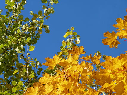 tree, birch, maple, yellow, green, fall foliage, autumn, leaves coloring, colorful, nature, forest, skyward, color, leaves, treetop, branches, deciduous forest, plant, plant part, leaf, beauty in nature, sky, blue, branch, growth, clear sky, low angle view, no people, change, day, outdoors, sunlight, tranquility, maple leaf, natural condition, 4K, CC0, public domain, royalty free
