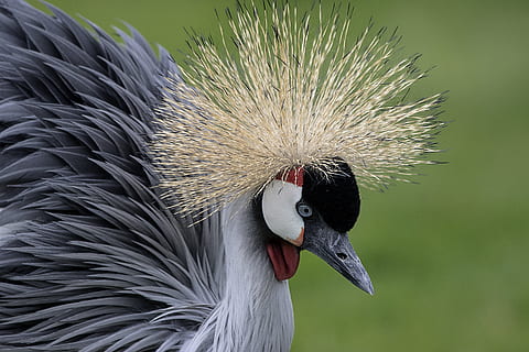 seletivo, foco, cinzento, Preto, pássaro, de pescoço, coroado, guindaste, natureza, cabeça, colorida, natural, temas animais, animal, um animal, animais selvagens, animais em estado selvagem, vertebrado, parte do corpo animal, fechar-se, focar em primeiro plano, bico, crista do animal, cabeça de animal, ninguém, dia, guindaste - pássaro, ao ar livre, retrato, boca, boca aberta, boca de animal, olho animal, 5K, CC0, domínio público, royalty free