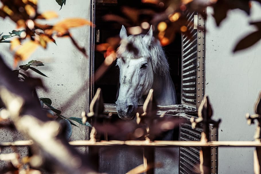 hvid, hest, vindue, blade, bur, stabil, træ, blad, bokeh, selektiv fokusering, pattedyr, dyre temaer, dyr, et dyr, ingen mennesker, hvirveldyr, husdyr, dag, metal, fokusere på baggrund, natur, indenlandske, kæledyr, udendørs, dyreliv, dyr kropsdel, arkitektur, hegn, dyr hoved, 5K