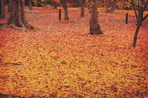 foto, maple, fulles, fulles d'auró, tardor, naturalesa, arbre, full, bosc, a l'aire lliure, temporada, groc, color taronja, paisatge, bellesa a la natura, vermell, parc - l'home va fer espai, escena rural, color daurat, llum solar, escenics, planta, cap gent, multicolor, imatge en color, sendera, color vibrant, octubre, tronc de l'arbre, tronc, part de la planta, canvi, terra, dia, camp, tranquil·litat, escenics - natura, creixement, escorça, caure, condició natural, col·lecció de tardor, 1080P, CC0, domini públic, lliure de regalies