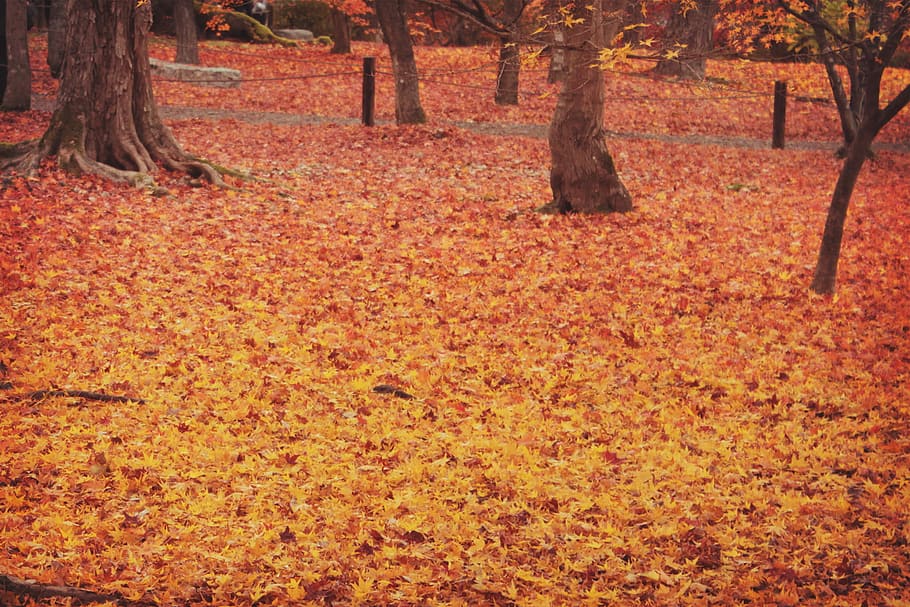foto, maple, fulles, fulles d'auró, tardor, naturalesa, arbre, full, bosc, a l'aire lliure, temporada, groc, color taronja, paisatge, bellesa a la natura, vermell, parc - l'home va fer espai, escena rural, color daurat, llum solar, escenics, planta, cap gent, multicolor, imatge en color, sendera, color vibrant, octubre, tronc de l'arbre, tronc, part de la planta, canvi, terra, dia, camp, tranquil·litat, escenics - natura, creixement, escorça, caure, condició natural, col·lecció de tardor, 1080P