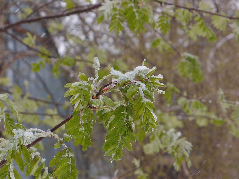 arbre, rowan, element, neu, temps, primavera, fulles, tempesta, Kharkov, creixement, naturalesa, planta, fragilitat, cap gent, bellesa a la natura, centrar-se en primer pla, full, primer pla, part de la planta, branca, dia, flor, color verd, vulnerabilitat, planta amb flors, a l'aire lliure, enfocament selectiu, frescor, 2K