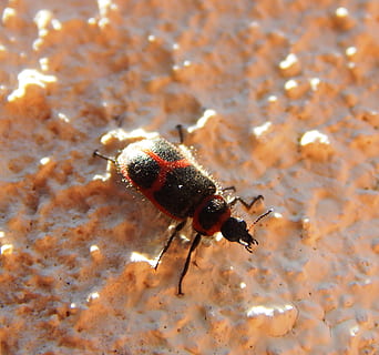 Käfer, Insekt, Flügel, Antennen, Insekt, Flügel, rot, Gliederfüßer, Tier, ein Tier, Tiere in freier Wildbahn, Tierthemen, Tierwelt, keine Leute, Nahansicht, wirbellos, Tag, Natur, High Angle View, selektiver Fokus, draußen, Biene, Schönheit in der Natur, Fokus auf den Vordergrund, Zoologie, Wasser, Tierkörperteil, Marine, 2K, CC0, gemeinfrei, lizenzfrei
