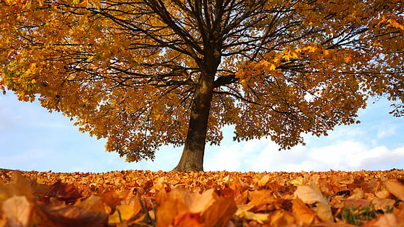 Foto, braun, Laubbaum, tagsüber, Herbst, Baum, fallen, Landschaft, Park, Wald, Natur, Laub, Blätter, rot, Jahreszeit, Oktober, Gras, Himmel, Gelb, draußen, Blatt, natürlich, Sonne, Ast, bunt, Orange, ländlich, Wolken, Licht, Farbe, November, golden, beschwingt, szenisch, Szene, Geäst, Umgebung, Holz, Sonnenlicht, Pflanze, organisch, üppig, Tag, Äste, Zweig, trocken, Schönheit in der Natur, szenen, ländliche Szene, Veränderung, Pflanzenteil, orange Farbe, wolke - himmel, Ruhe, keine Leute, Szenen - Natur, Land, Baumstamm, Kofferraum, Herbstkollektion, natürlicher Zustand, 4K, CC0, gemeinfrei, lizenzfrei