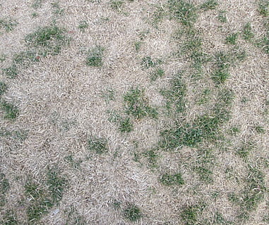 Textur, Gras, Hintergrund, Grün, Feld, Grün, Feld, Sommer-, Frühling, Rasen, natürlich, Wachstum, Hof, Umgebung, Landschaft, draussen, Wiese, grasig, Hintergründe, Natur, Muster, texturiert, Nahansicht, abstrakt, Vollbild, grau, keine Leute, Tag, Pflanze, High Angle View, Land, draußen, gebaute Struktur, Rau, Wandbau - Funktion, grüne Farbe, die Architektur, 1080P, CC0, gemeinfrei, lizenzfrei