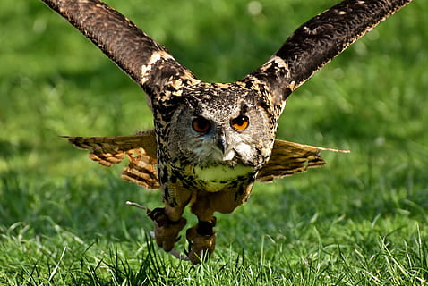 brown, owl, flying, daytime, bird, feather, eagle owl, animals, wild bird, cute, head, bill, plumage, nature, wildlife photography, animal world, fly, animal themes, animal, one animal, animal wildlife, animals in the wild, plant, grass, bird of prey, vertebrate, day, motion, portrait, outdoors, animal body part, spread wings, no people, falcon - bird, 5K, CC0, public domain, royalty free