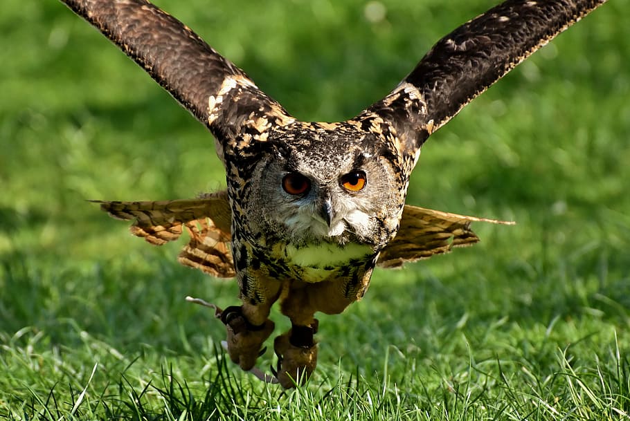 marró, mussol, volant, durant el dia, ocell, ploma, eaguila, animals, ocell salvatge, bonic, cap, factura, plomatge, naturalesa, fotografia de fauna salvatge, món animal, volar, temes d'animals, animal, un animal, fauna animal, animals a la natura, planta, herba, rapinyaire, vertebrats, dia, moviment, retrat, a l'aire lliure, part del cos dels animals, ales separades, cap gent, falcó - ocell, 5K