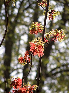 Spring, Lipník, Maple, flower, tree, growth, blossom, nature, day, plant, flowering plant, freshness, focus on foreground, beauty in nature, fragility, vulnerability, close-up, no people, petal, low angle view, outdoors, branch, selective focus, flower head, springtime, cherry tree, cherry blossom, 2K, CC0, public domain, royalty free