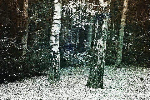 birk, log, træer, bark, fyrretræ, natur, stamme, landskab, birkstamme, træ, Skov, efterår, blade, grå, sort og hvid, effekt, lærred, plante, jord, dag, ingen mennesker, vækst, træstamme, bagagerum, udendørs, gammel, ro, sollys, skønhed i naturen, arkitektur, ikke-urbane scene, træ - materiale, rolig scene, 1080P, CC0, offentligt domæne, royaltyfrie