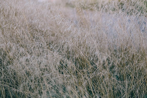withered grass, Withered, grass, nature, field, backgrounds, plant, outdoors, meadow, close-up, day, no people, land, growth, beauty in nature, tranquility, focus on foreground, landscape, environment, full frame, tranquil scene, scenics - nature, selective focus, timothy grass, stalk, 4K